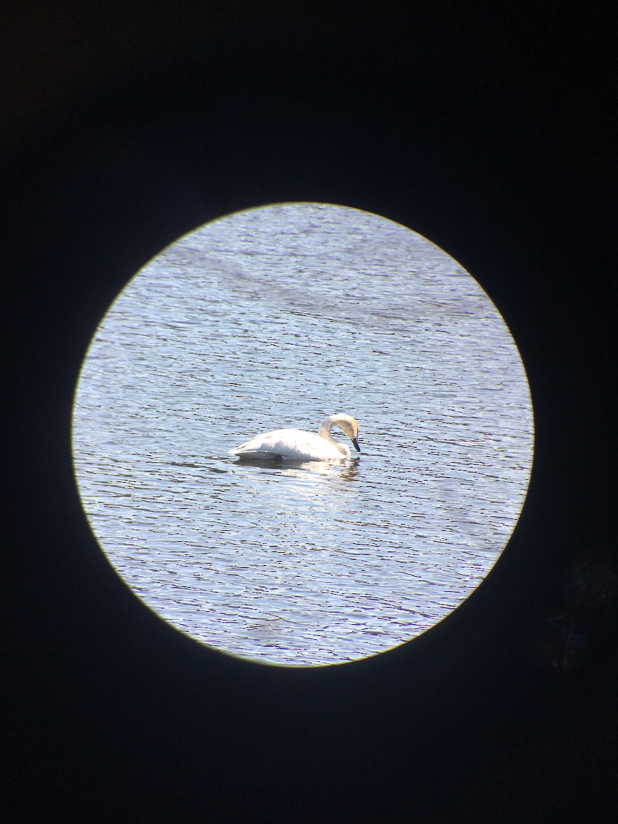 Trumpeter Swan - ML616491075