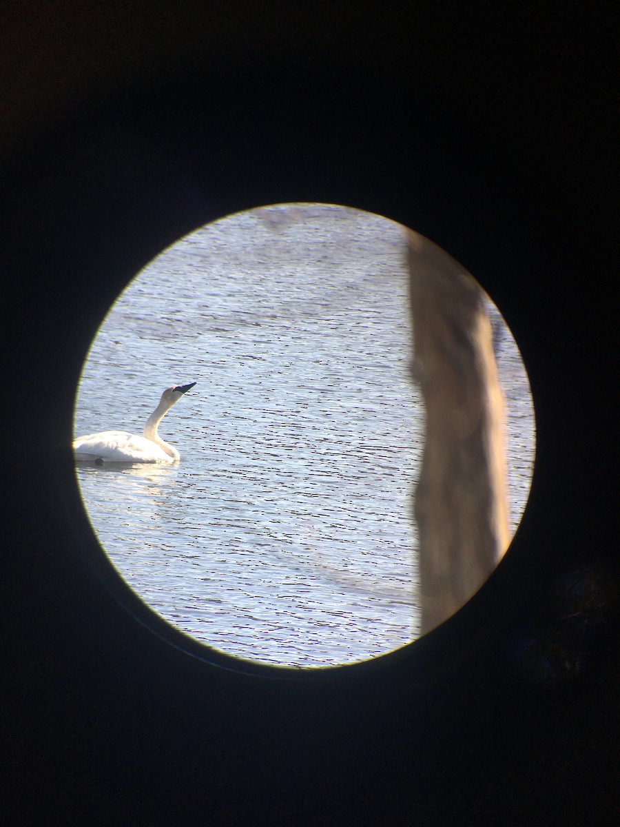 ナキハクチョウ - ML616491077