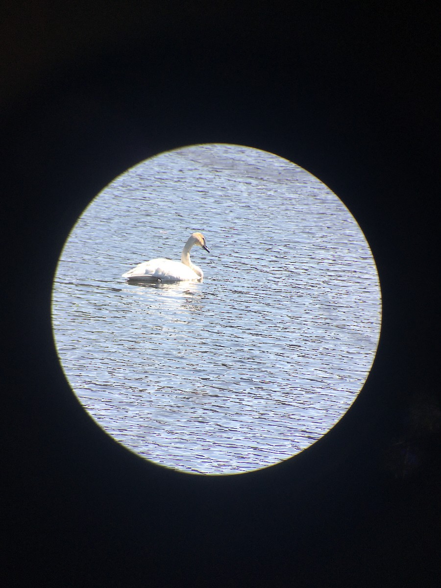 Trumpeter Swan - ML616491078