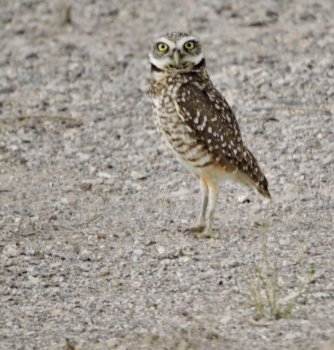 Burrowing Owl - ML616491089