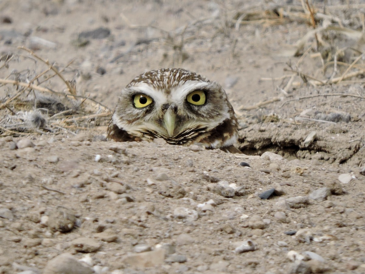 Burrowing Owl - ML616491090