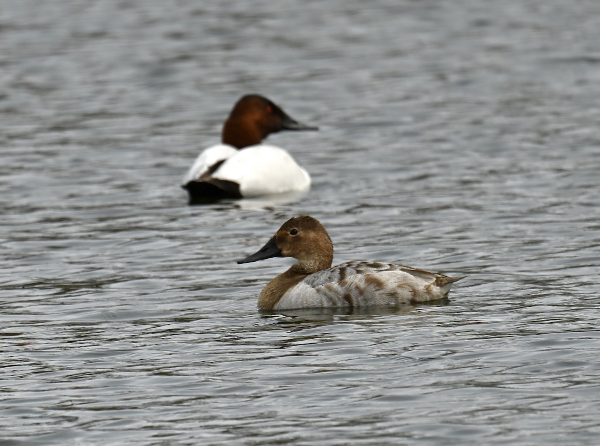 Canvasback - ML616491130