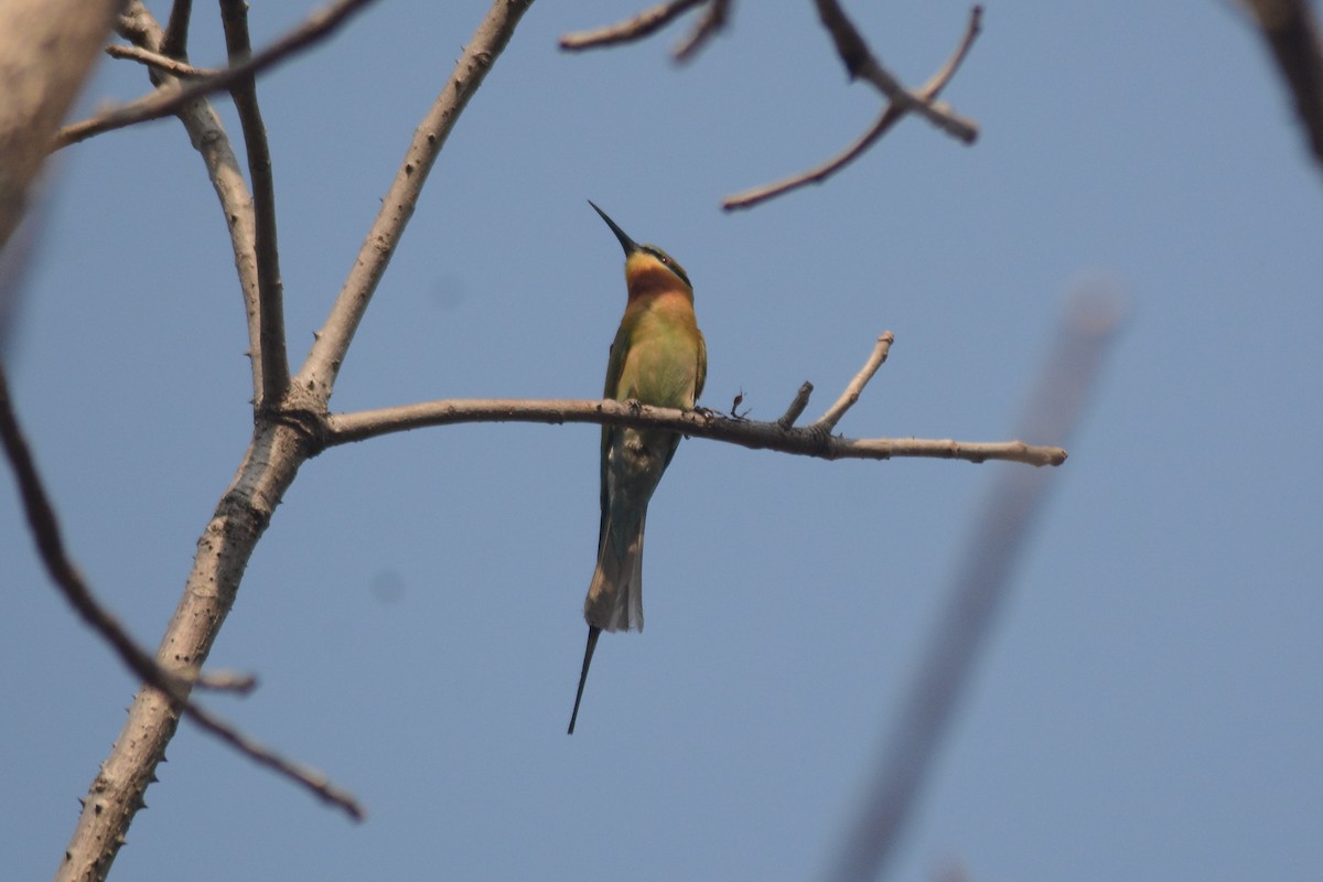 Chestnut-headed Bee-eater - Prabin kumar Mangaraj