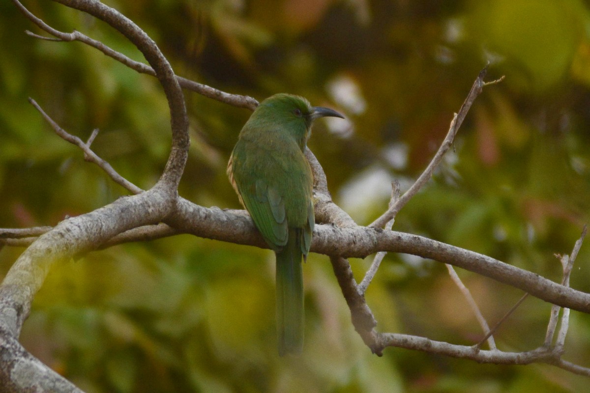 Blue-bearded Bee-eater - ML616491165