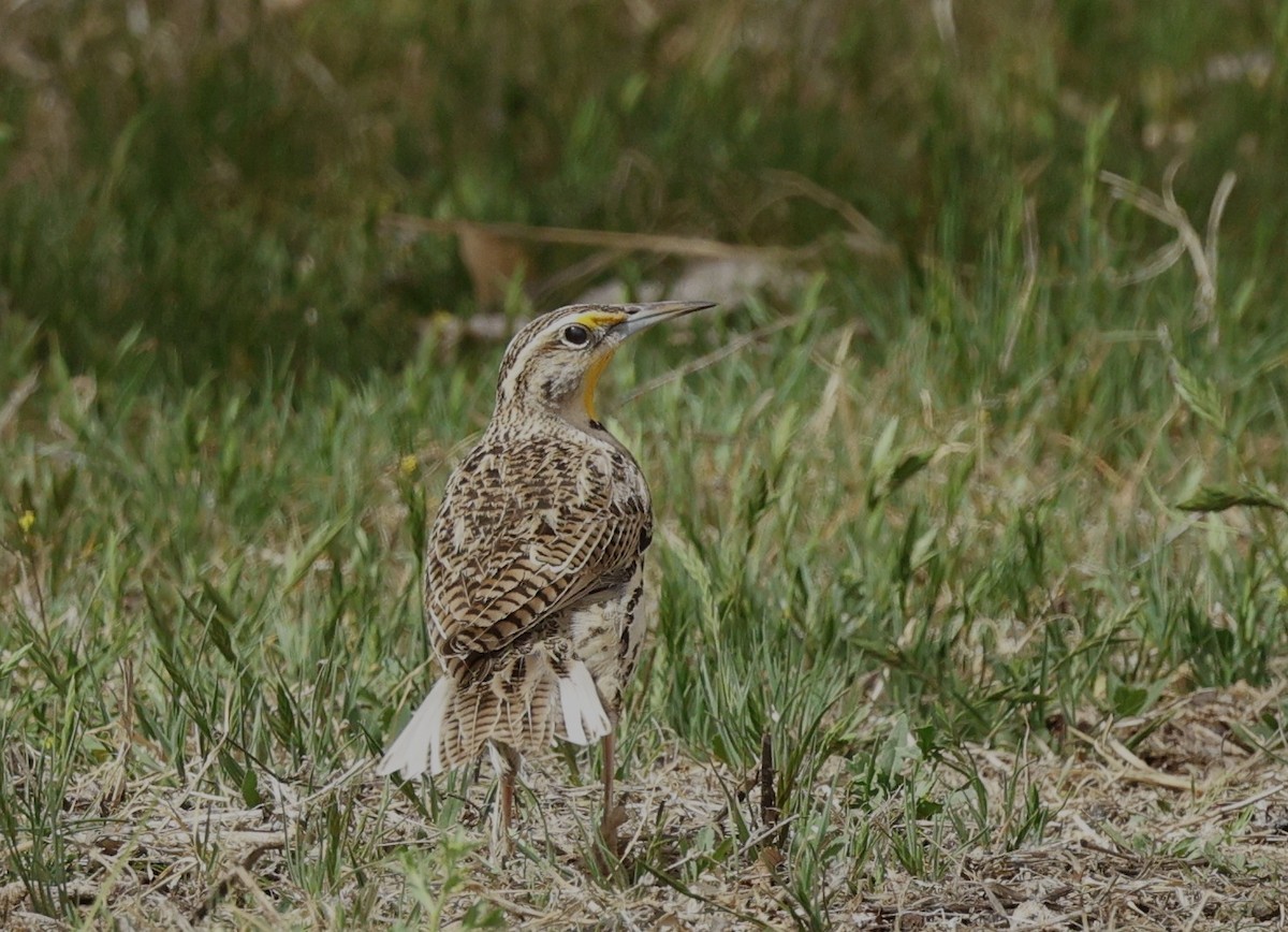 Chihuahuan Meadowlark - ML616491196