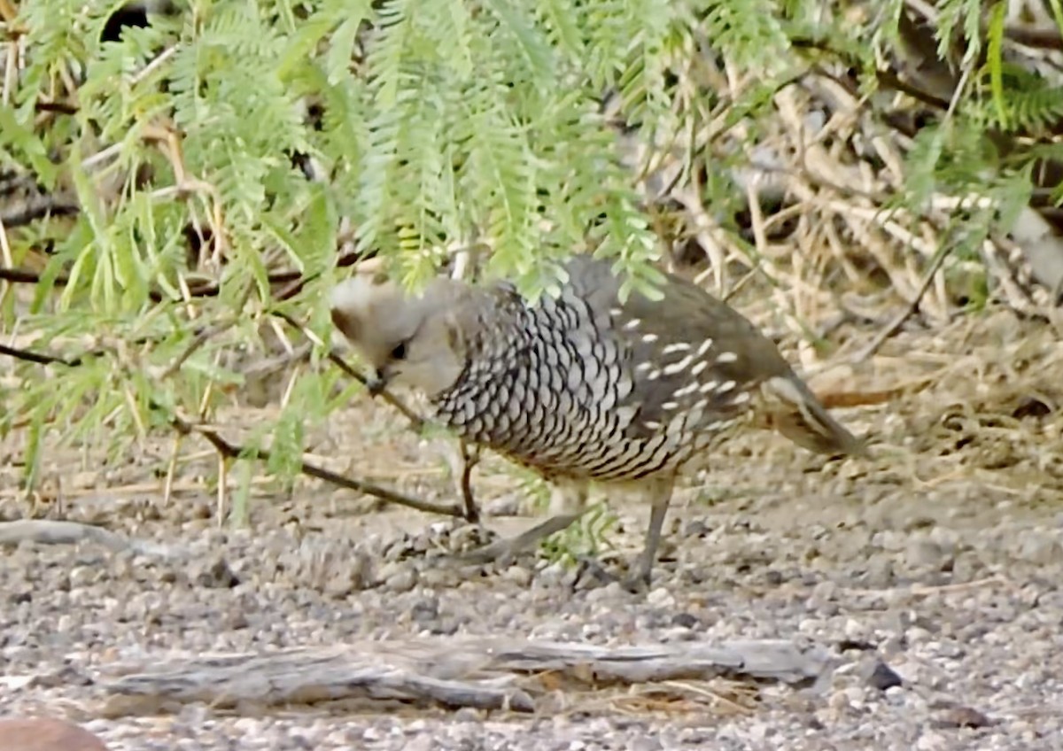 Scaled Quail - Daniel Casey