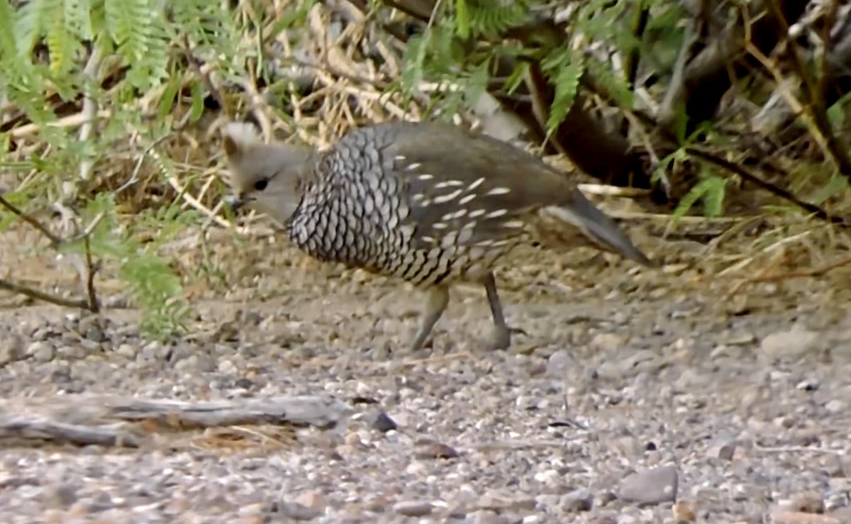 Scaled Quail - ML616491199