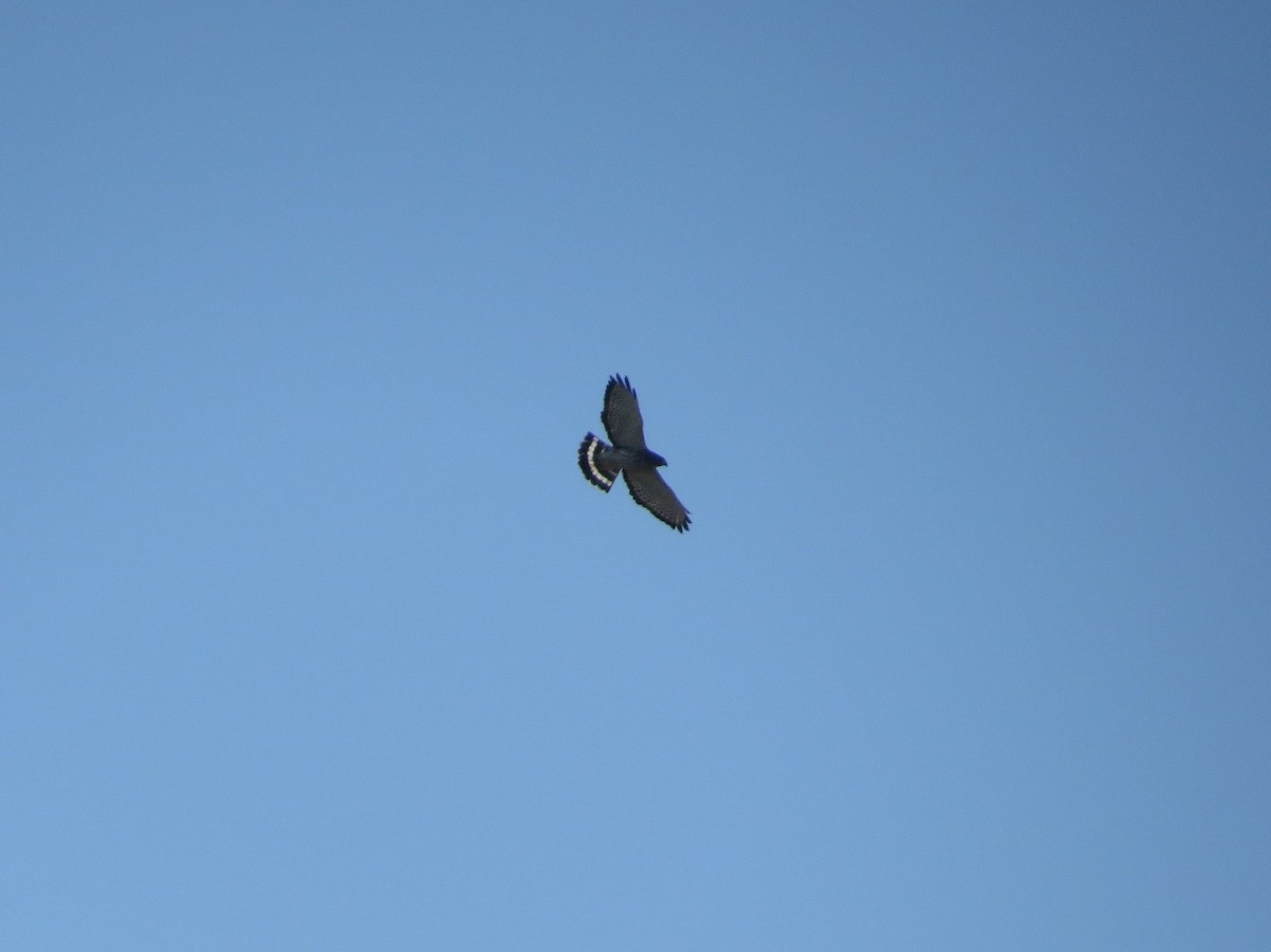 Broad-winged Hawk - ML616491213