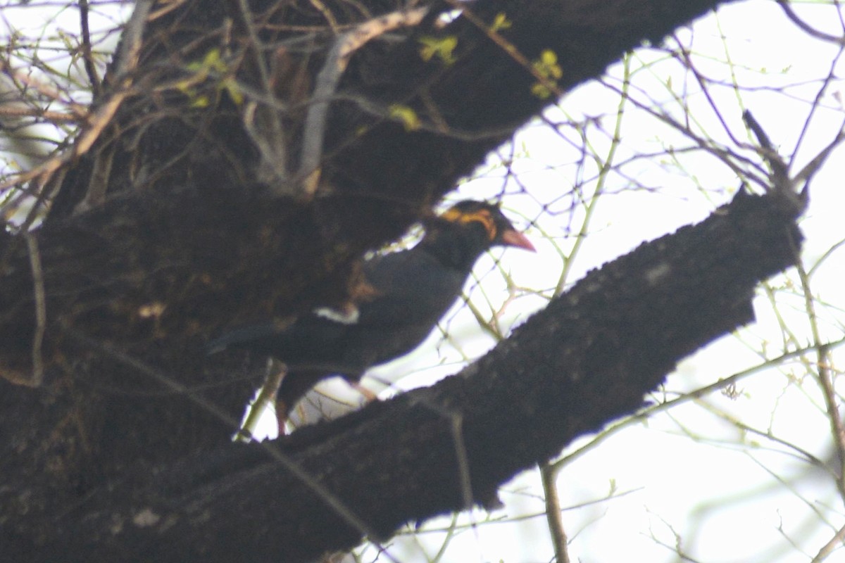 Common Hill Myna - ML616491241