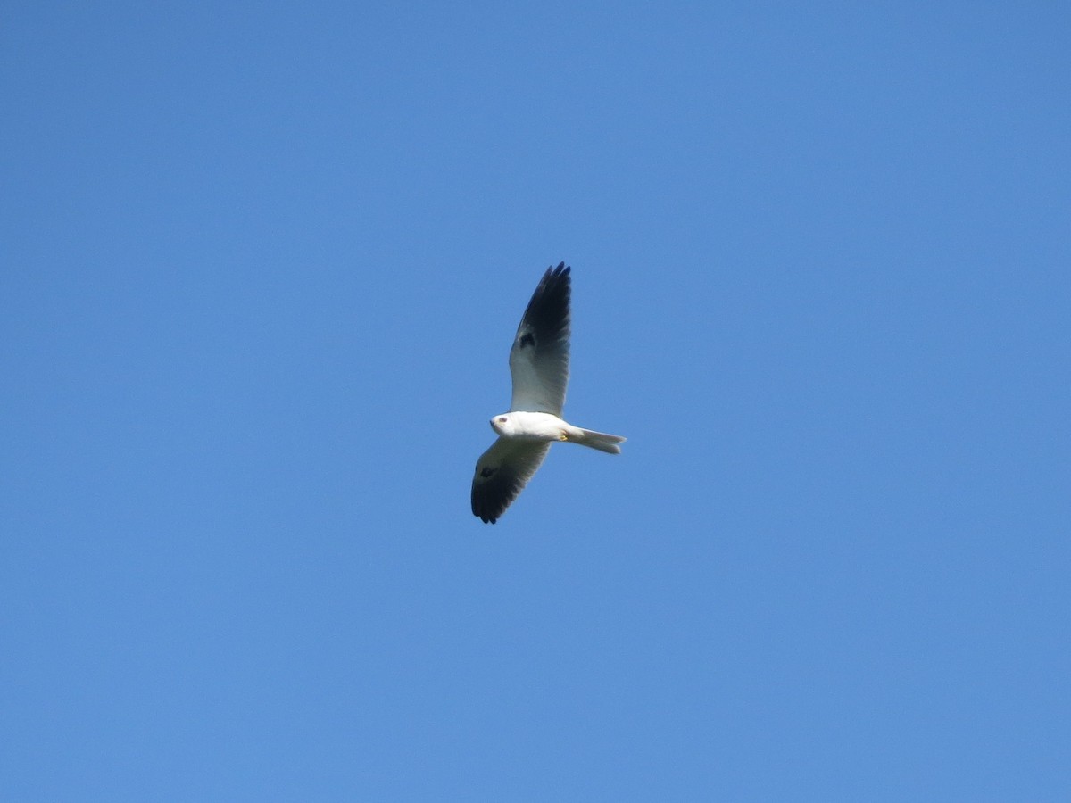 White-tailed Kite - ML616491254