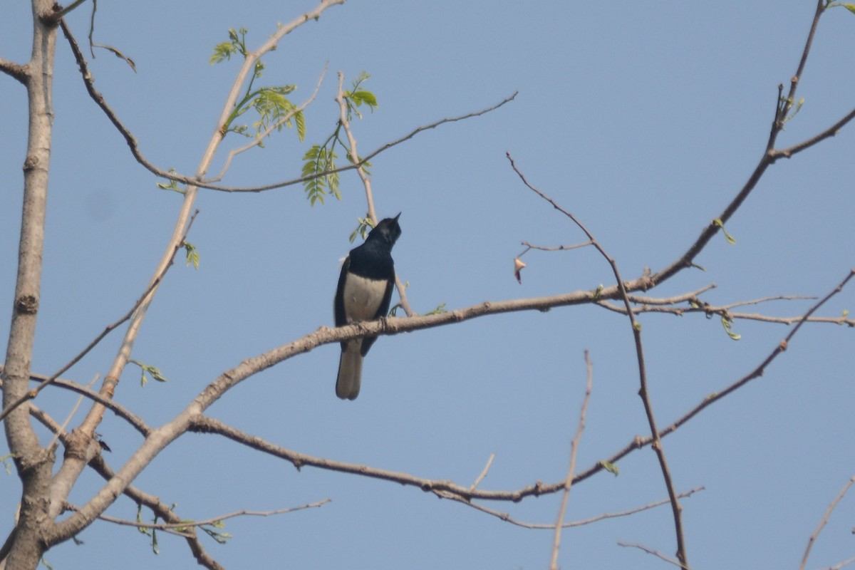 Oriental Magpie-Robin - ML616491269