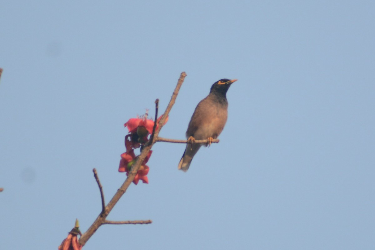 Common Myna - Prabin kumar Mangaraj