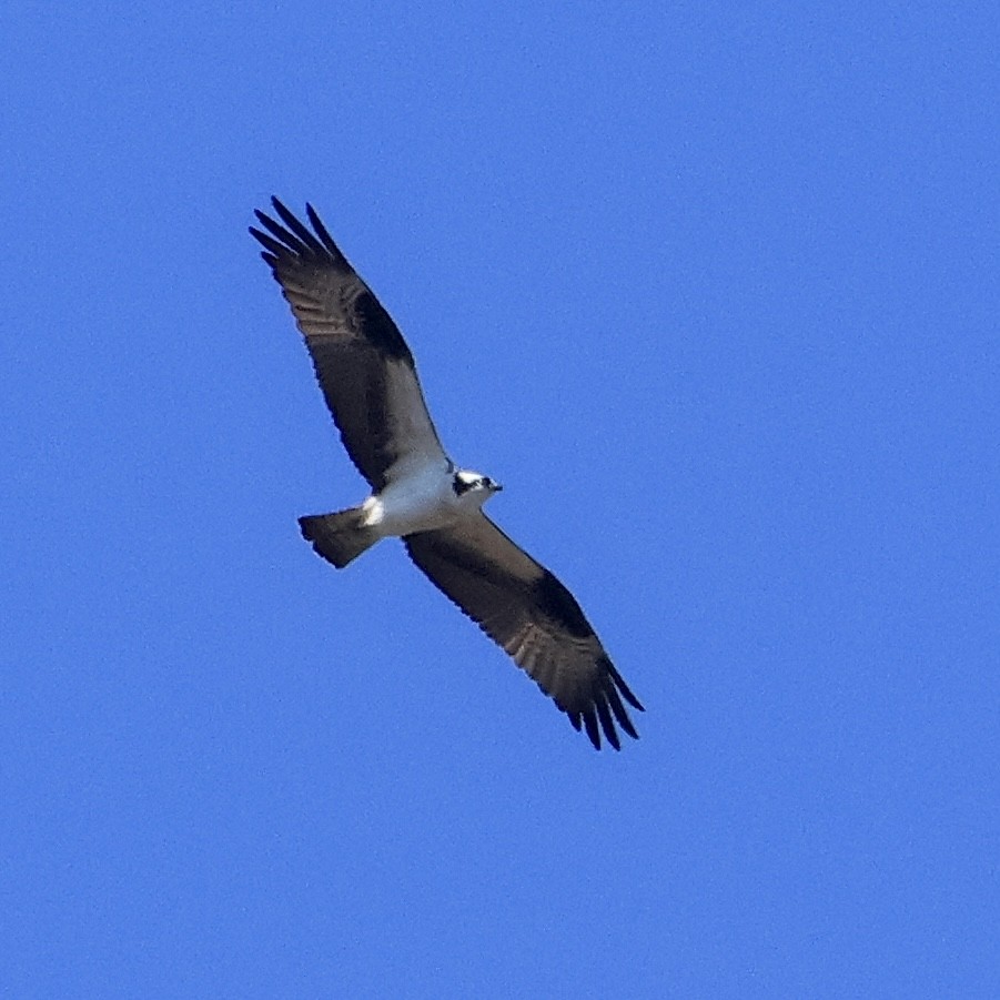 Osprey - ML616491288