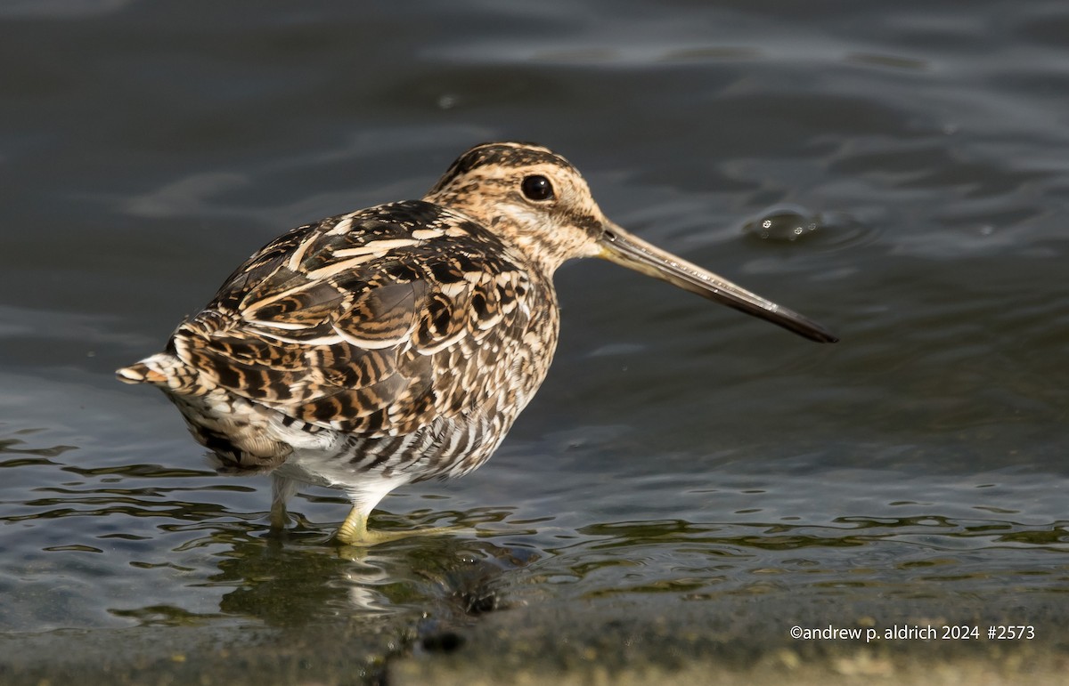 Wilson's Snipe - andrew aldrich