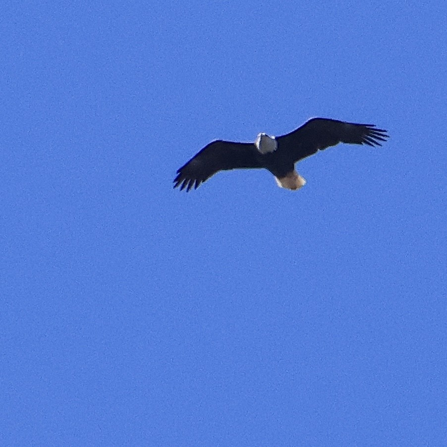 Bald Eagle - ML616491296
