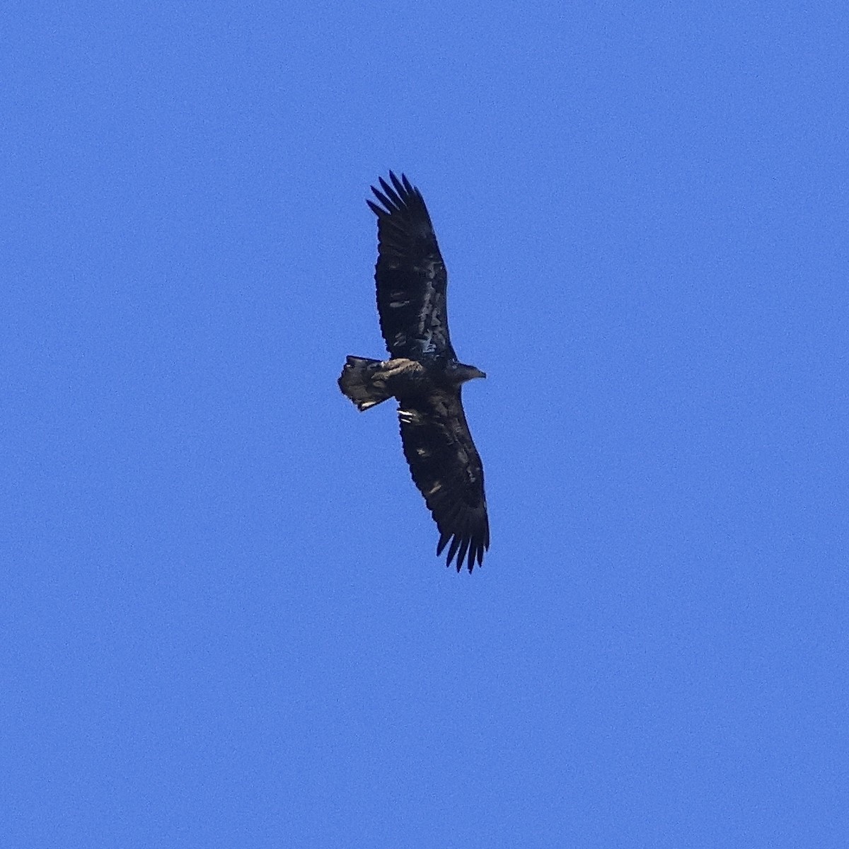 Bald Eagle - ML616491297
