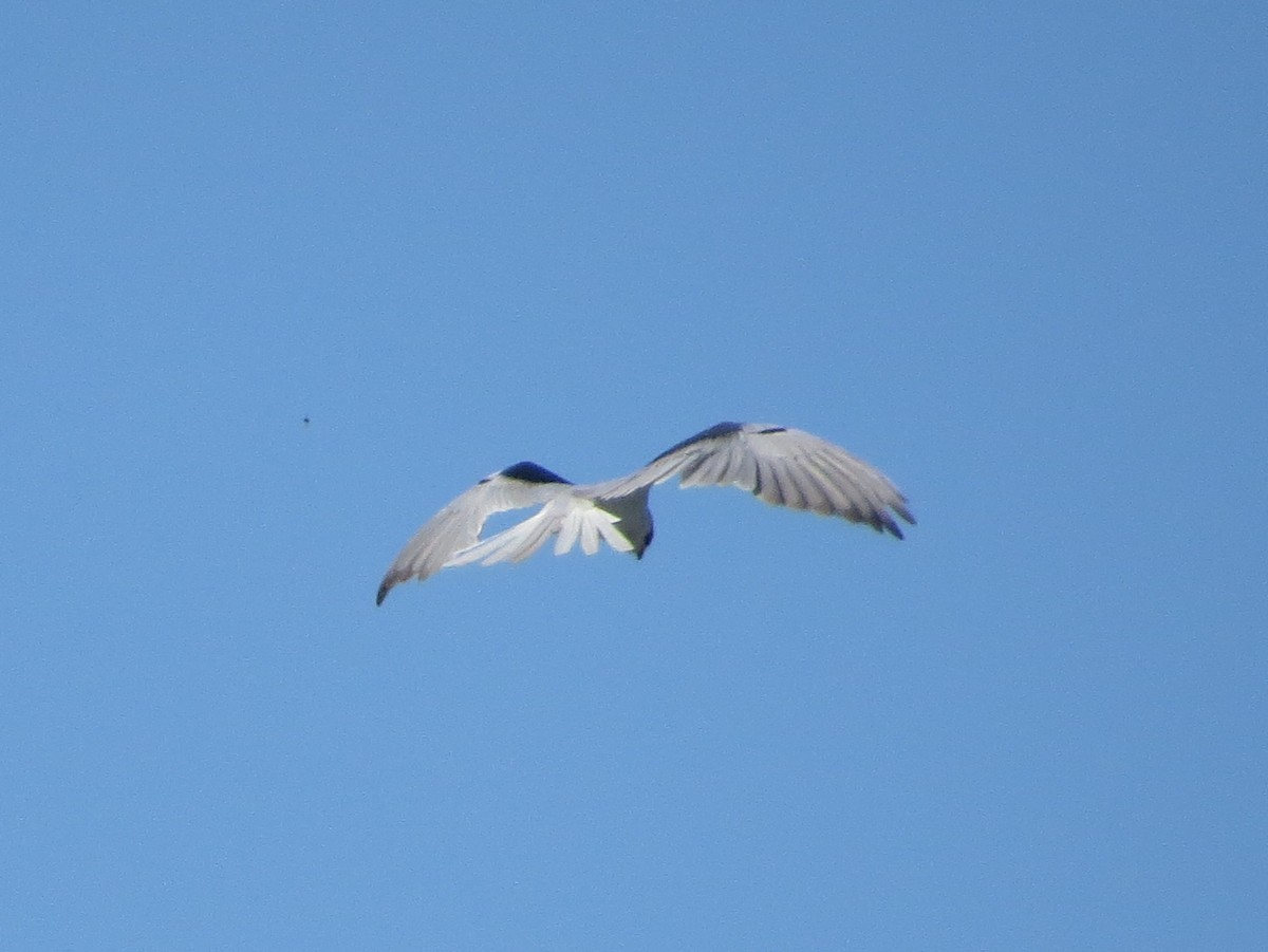 White-tailed Kite - ML616491304