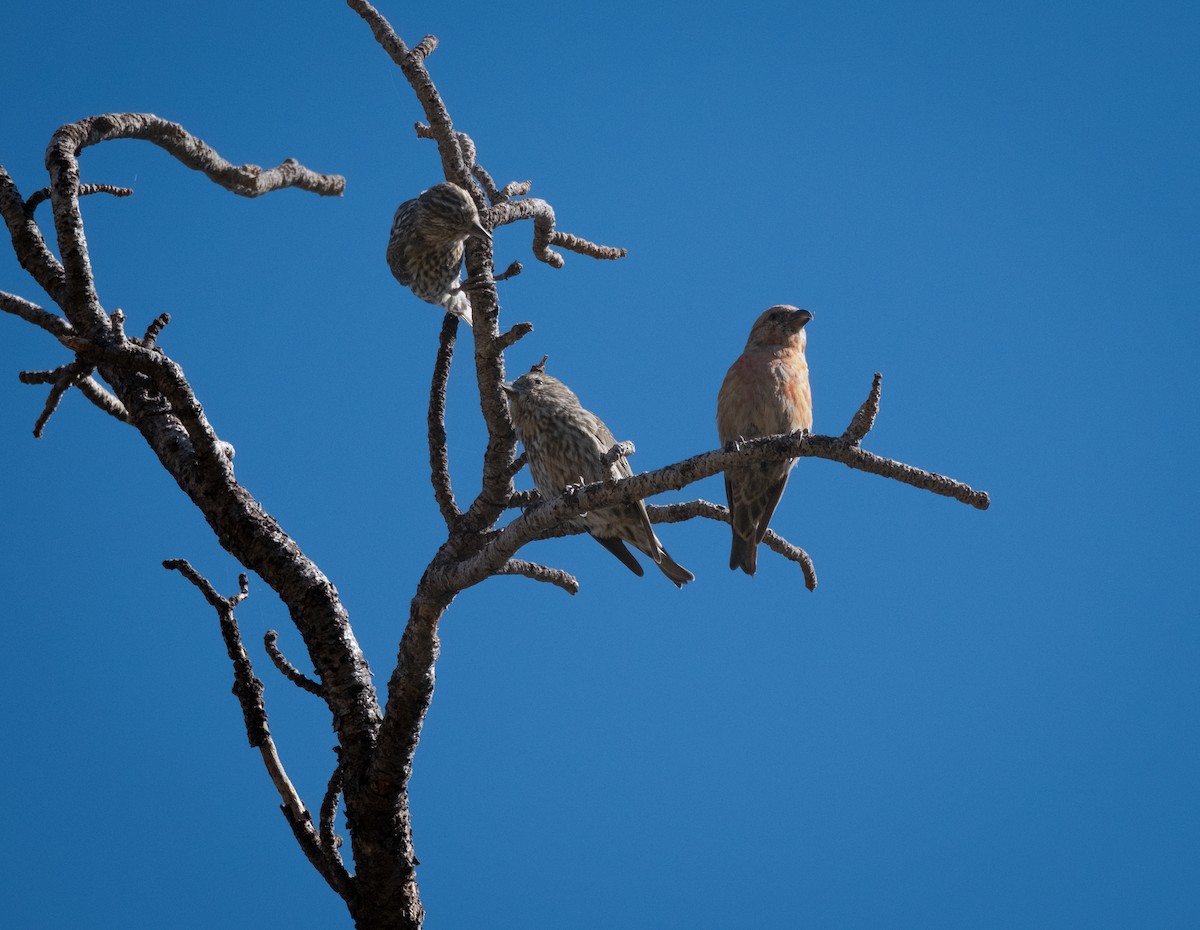 Red Crossbill - ML616491305