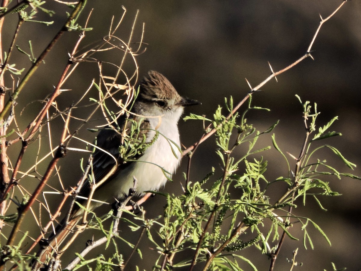 Ash-throated Flycatcher - ML616491309