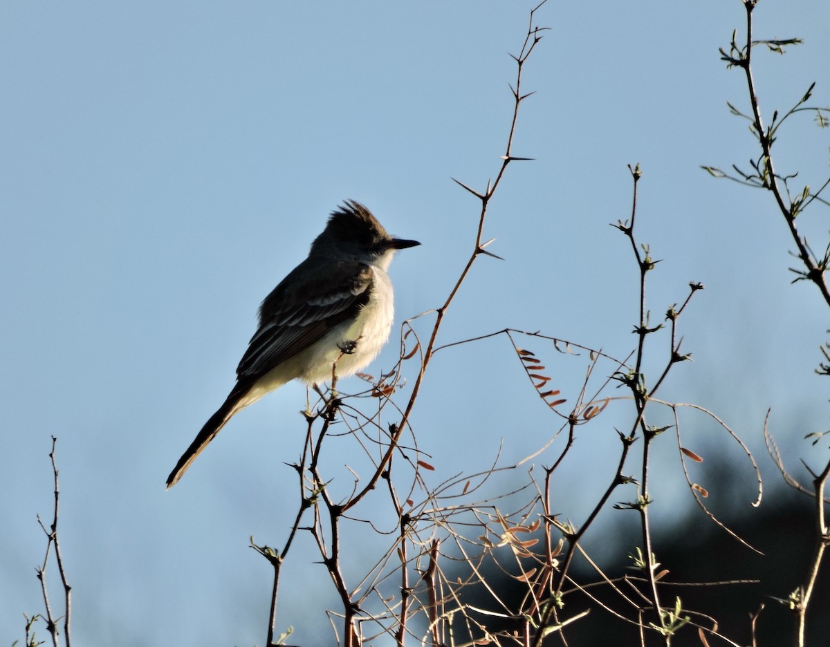 Ash-throated Flycatcher - ML616491310