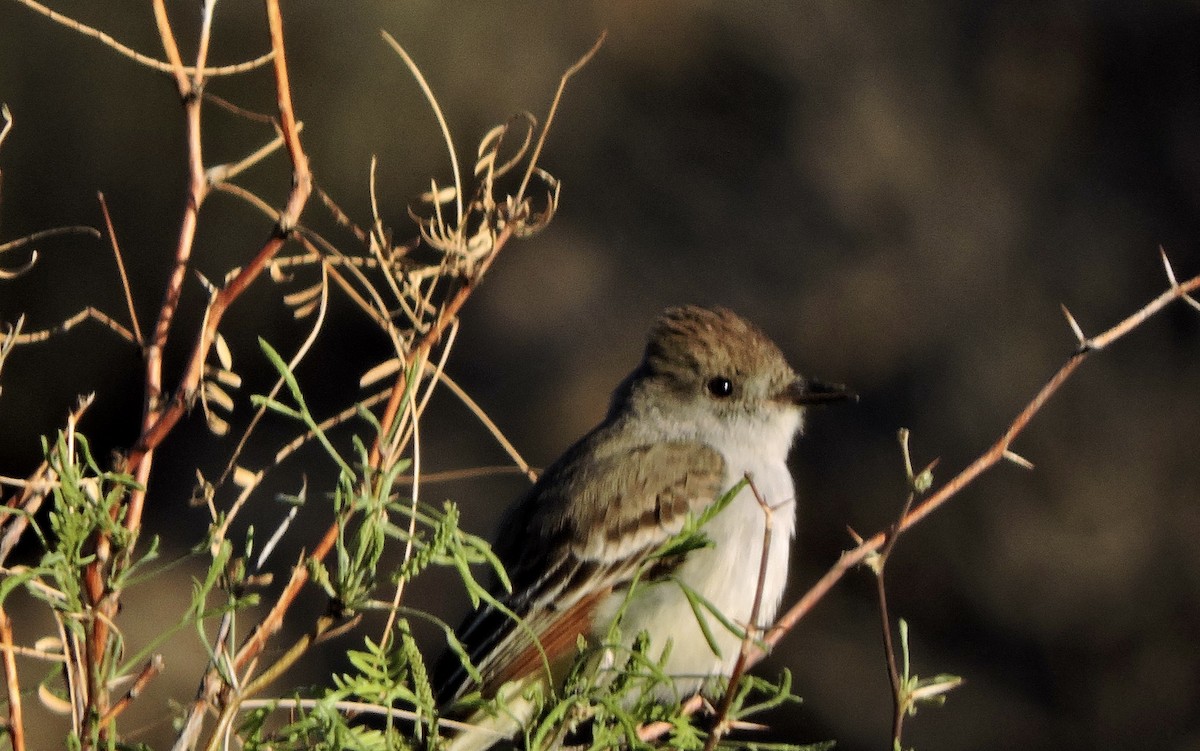 Ash-throated Flycatcher - ML616491315