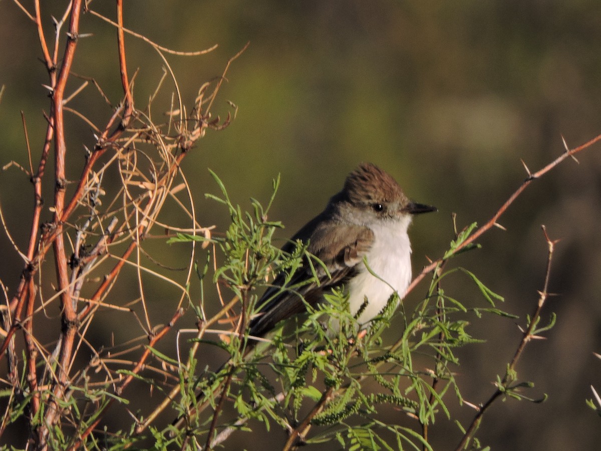 Ash-throated Flycatcher - ML616491316