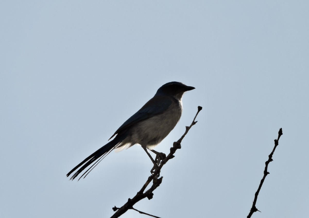 Woodhouse's Scrub-Jay (Woodhouse's) - ML616491363