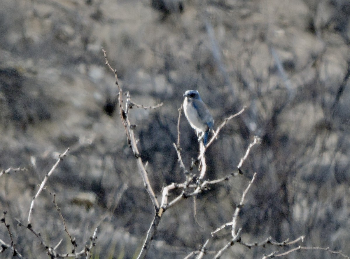 Woodhouse's Scrub-Jay (Woodhouse's) - ML616491365