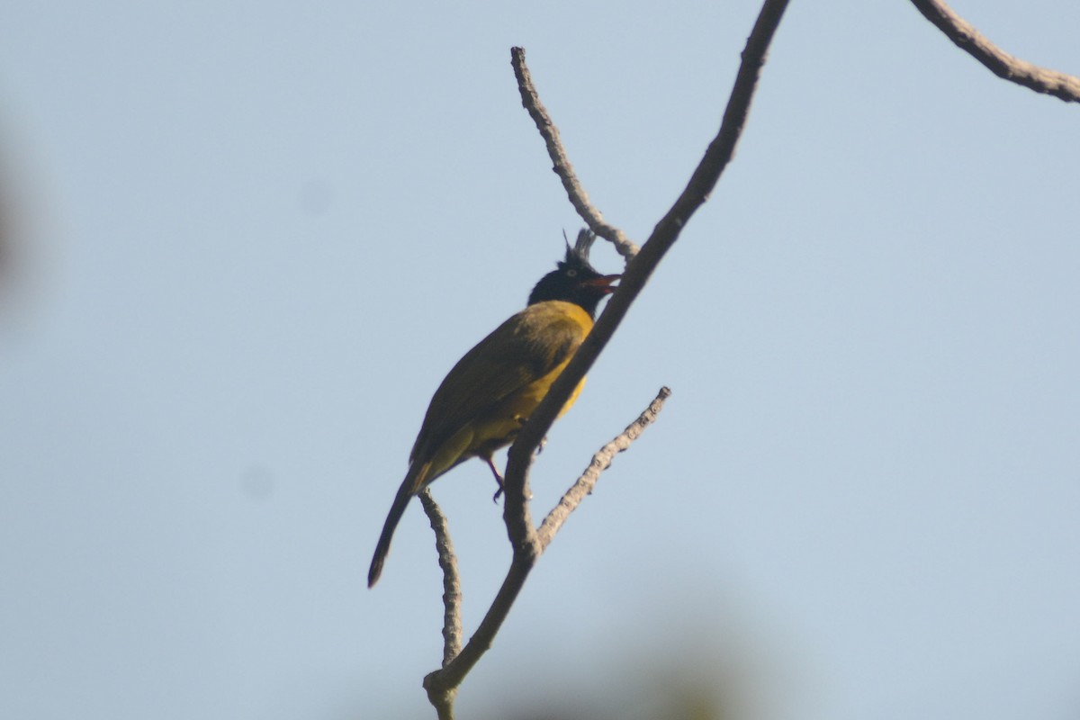 Black-crested Bulbul - ML616491404