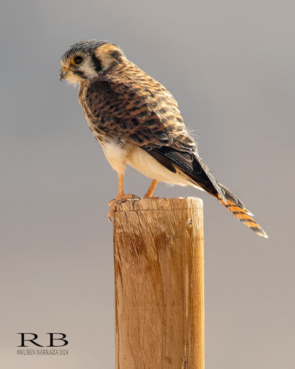 American Kestrel - ML616491405