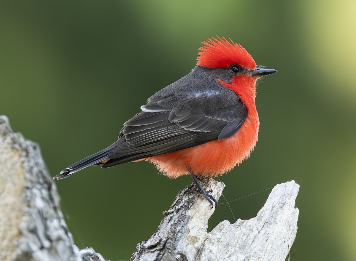 Vermilion Flycatcher - Peter Kondrashov