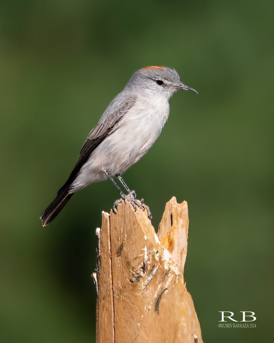 Rufous-naped Ground-Tyrant - ML616491415