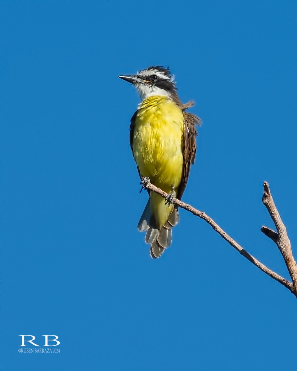 Great Kiskadee - ML616491426