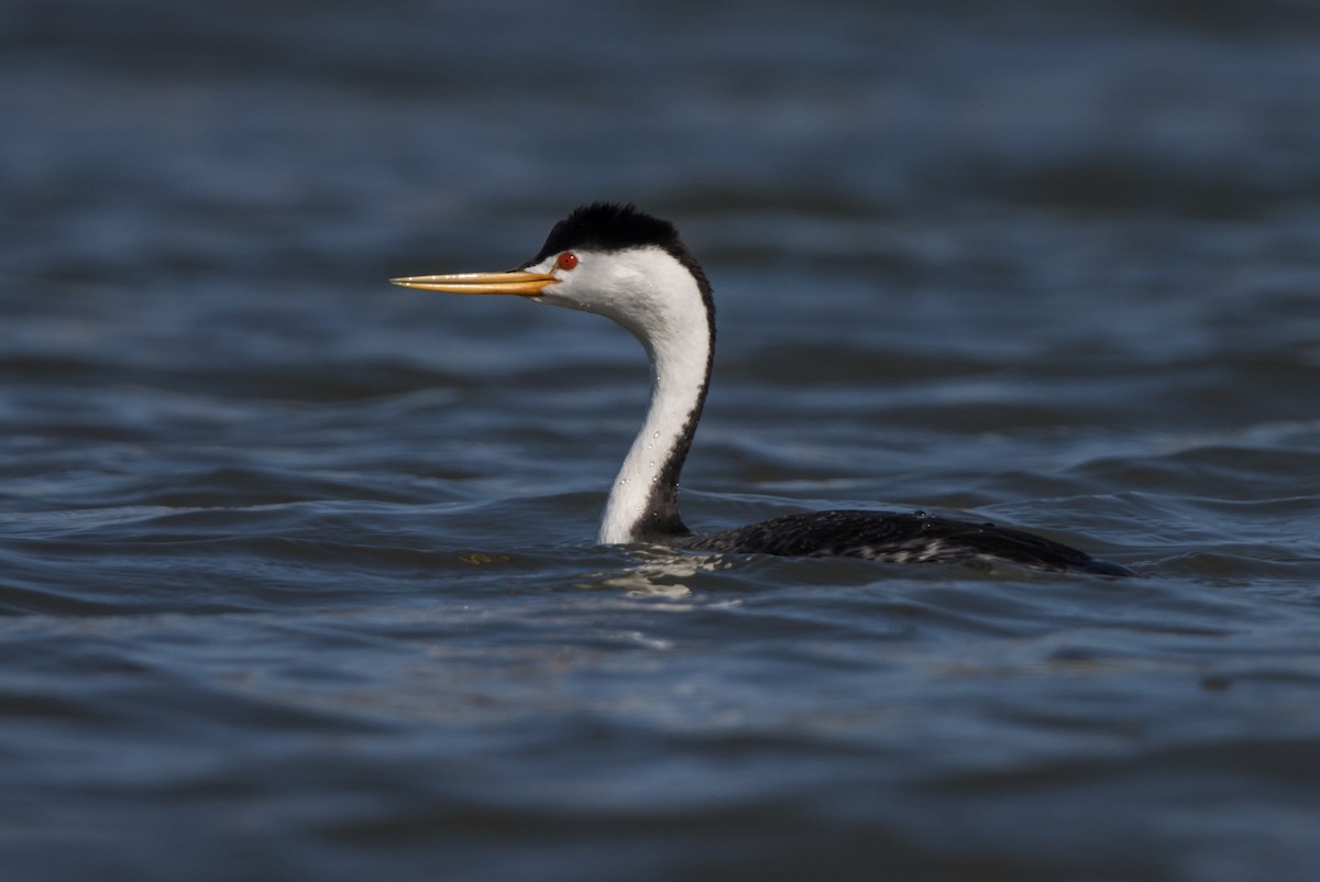 Clark's Grebe - ML616491450