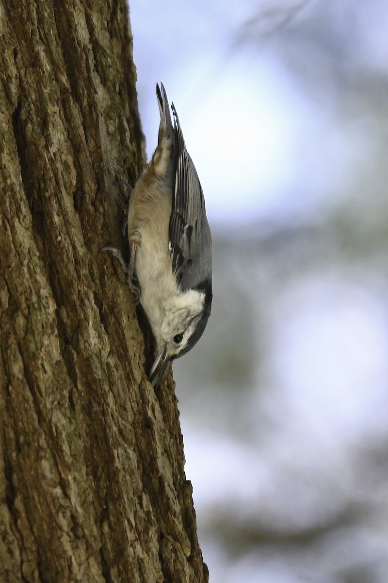 White-breasted Nuthatch - ML616491464