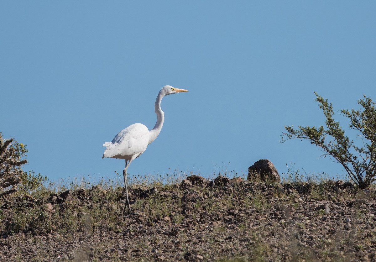 Great Egret - ML616491467