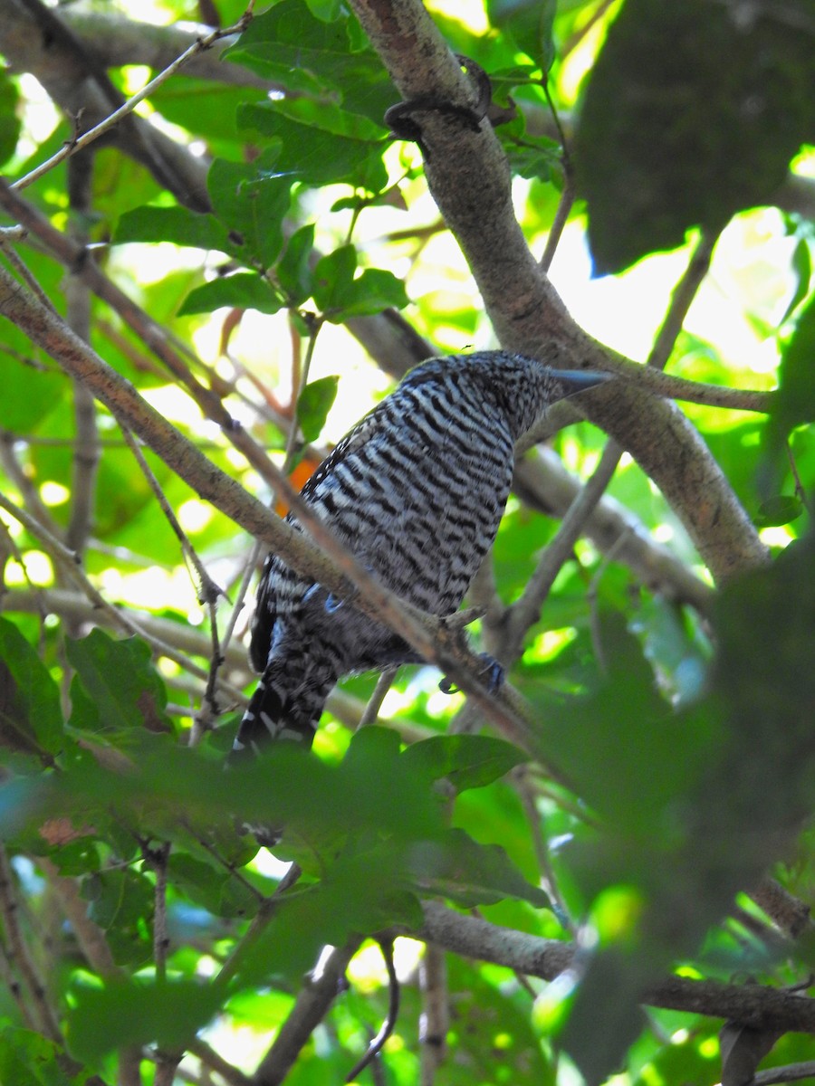 Barred Antshrike - ML616491520