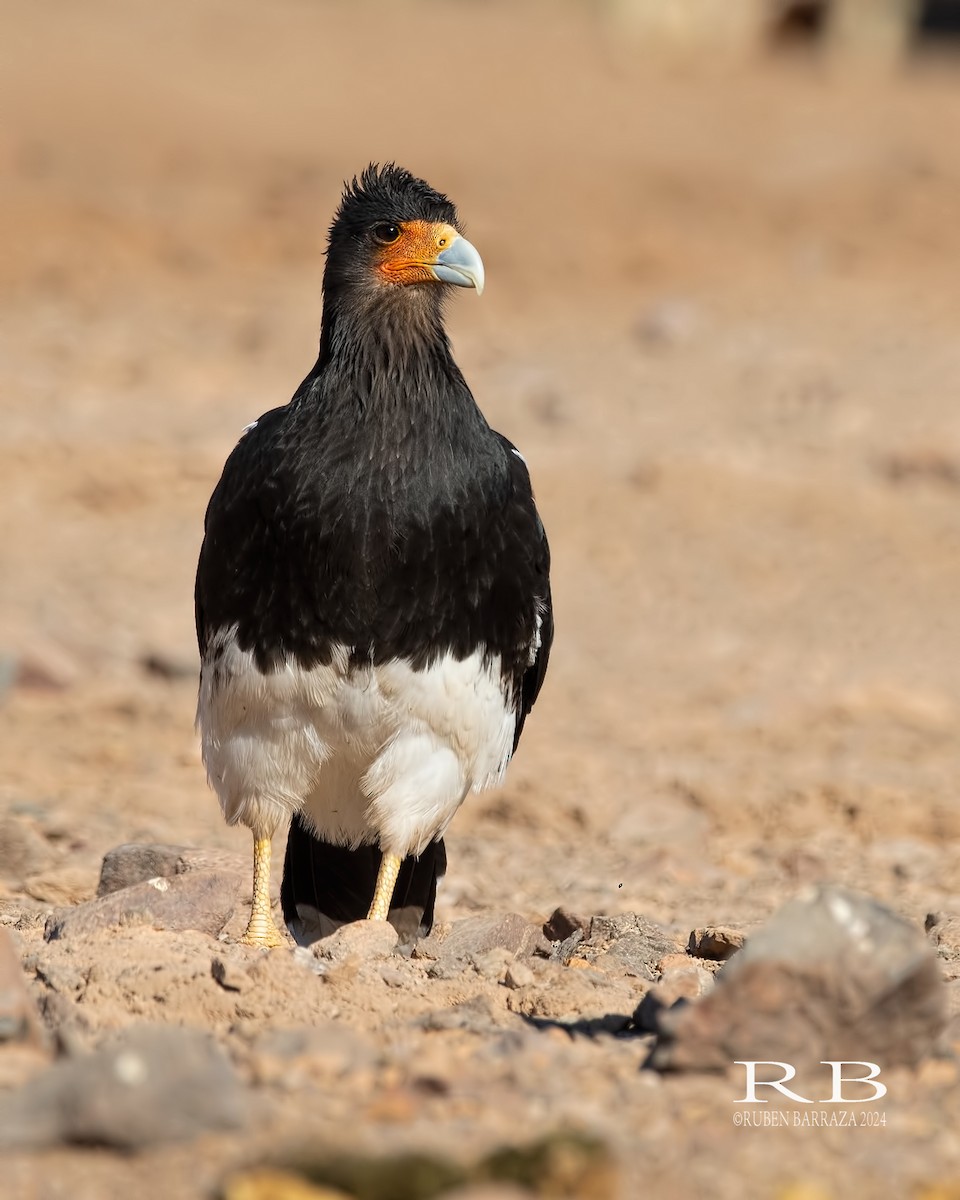 Mountain Caracara - ML616491572