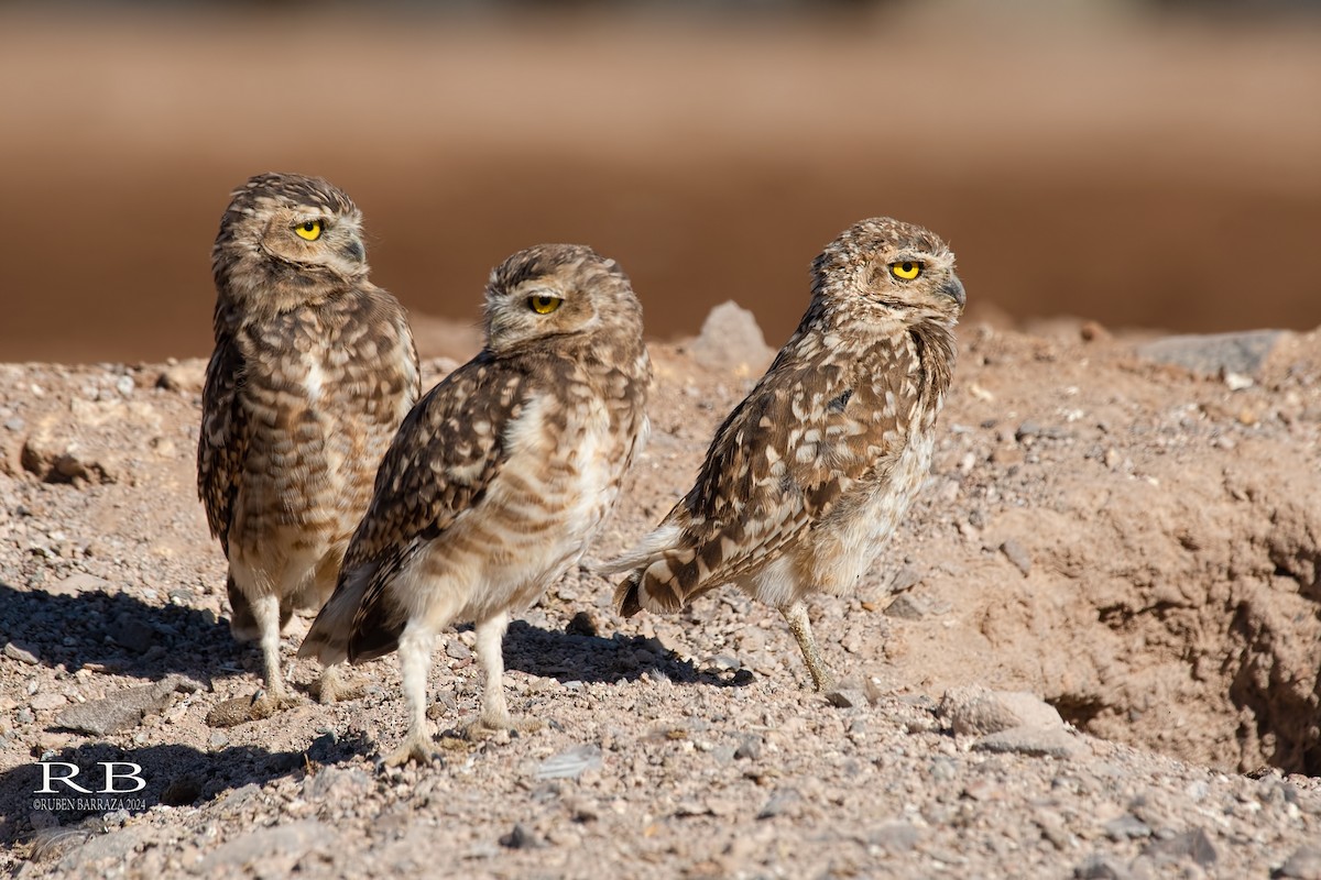 Burrowing Owl - ML616491584