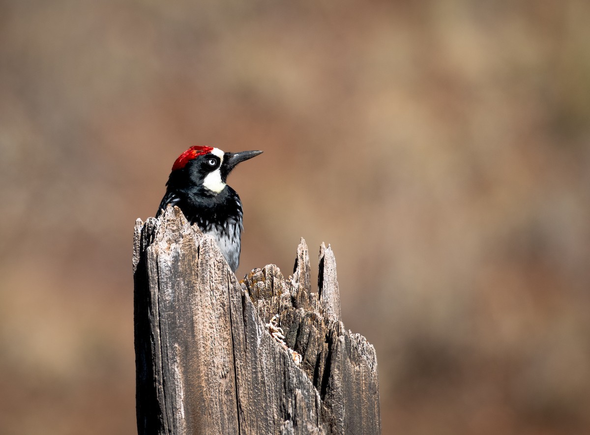 Acorn Woodpecker - ML616491591
