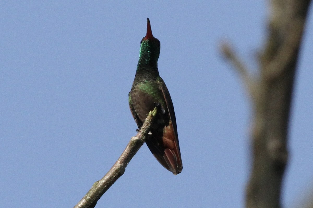 Kızıl Kuyruklu Kolibri - ML616491603