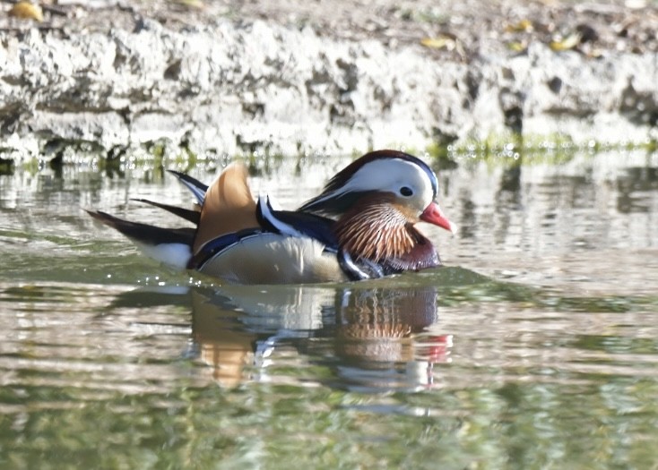 Mandarin Duck - ML616491669