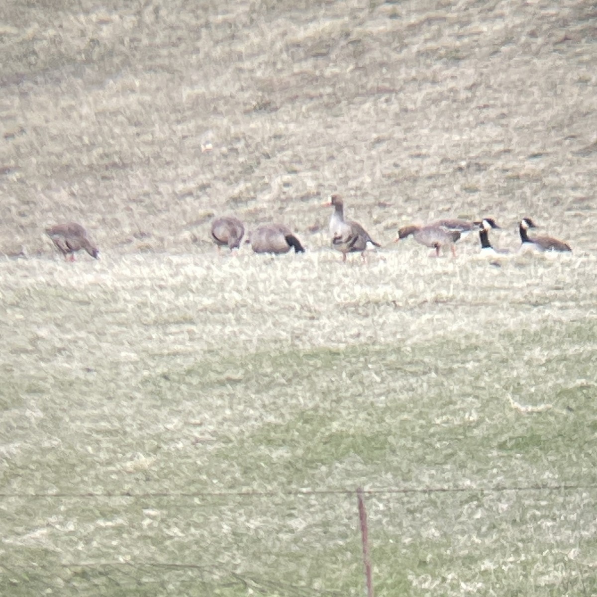 Greater White-fronted Goose - ML616491677