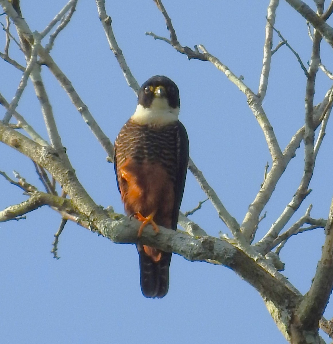 Bat Falcon - Ginny Culver