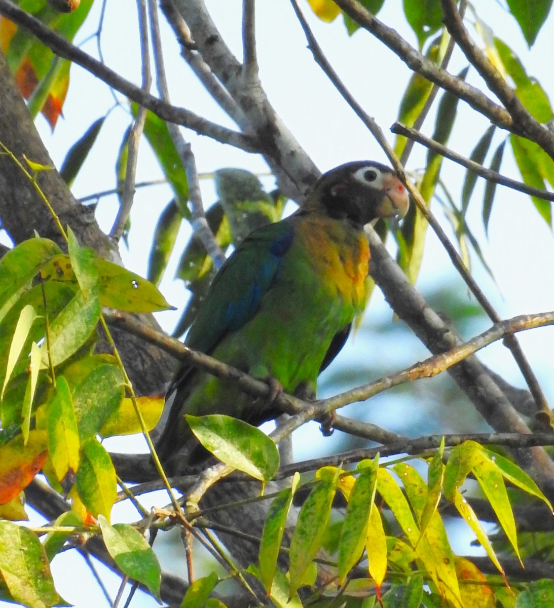 Brown-hooded Parrot - Ginny Culver