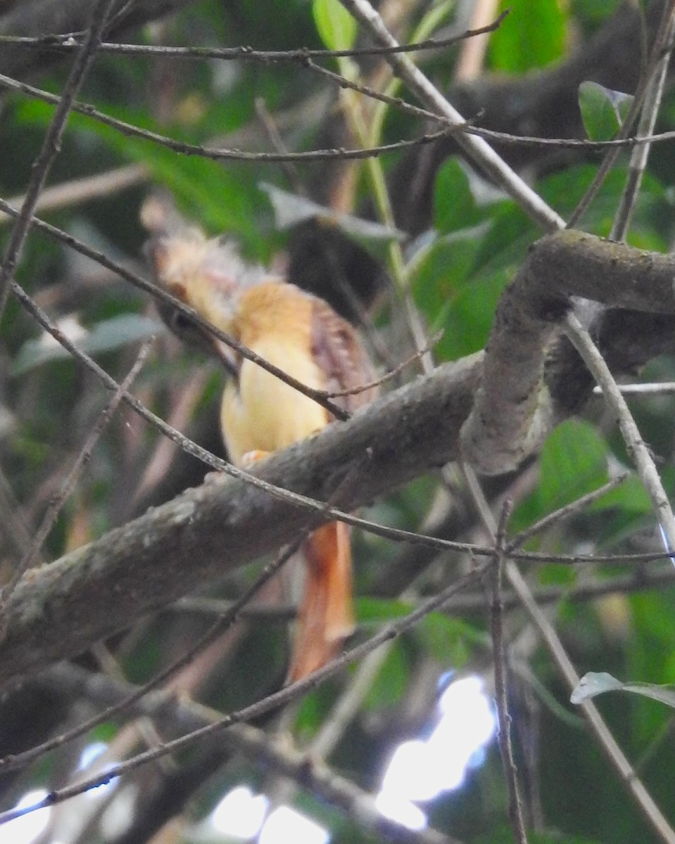 Tropical Royal Flycatcher (Northern) - Ginny Culver