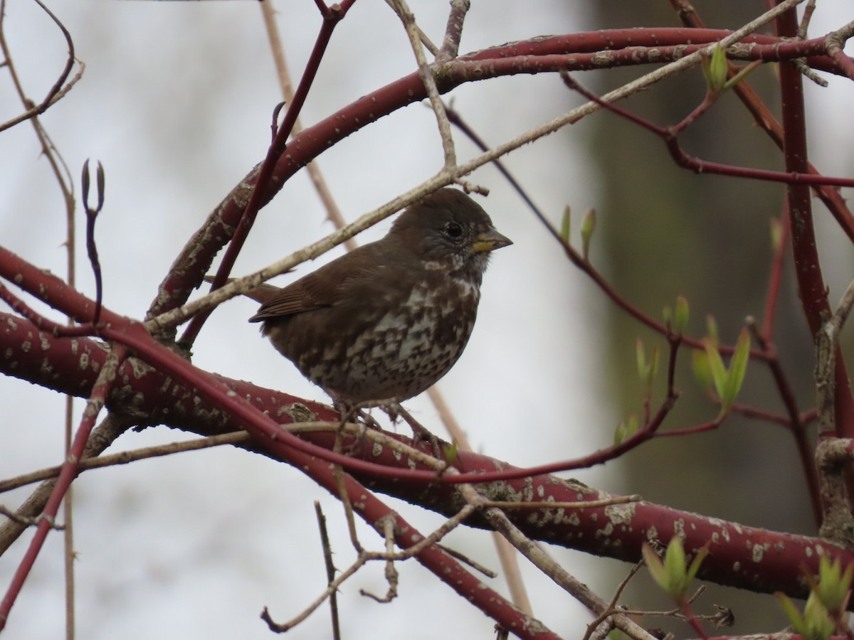 Fox Sparrow - ML616491750