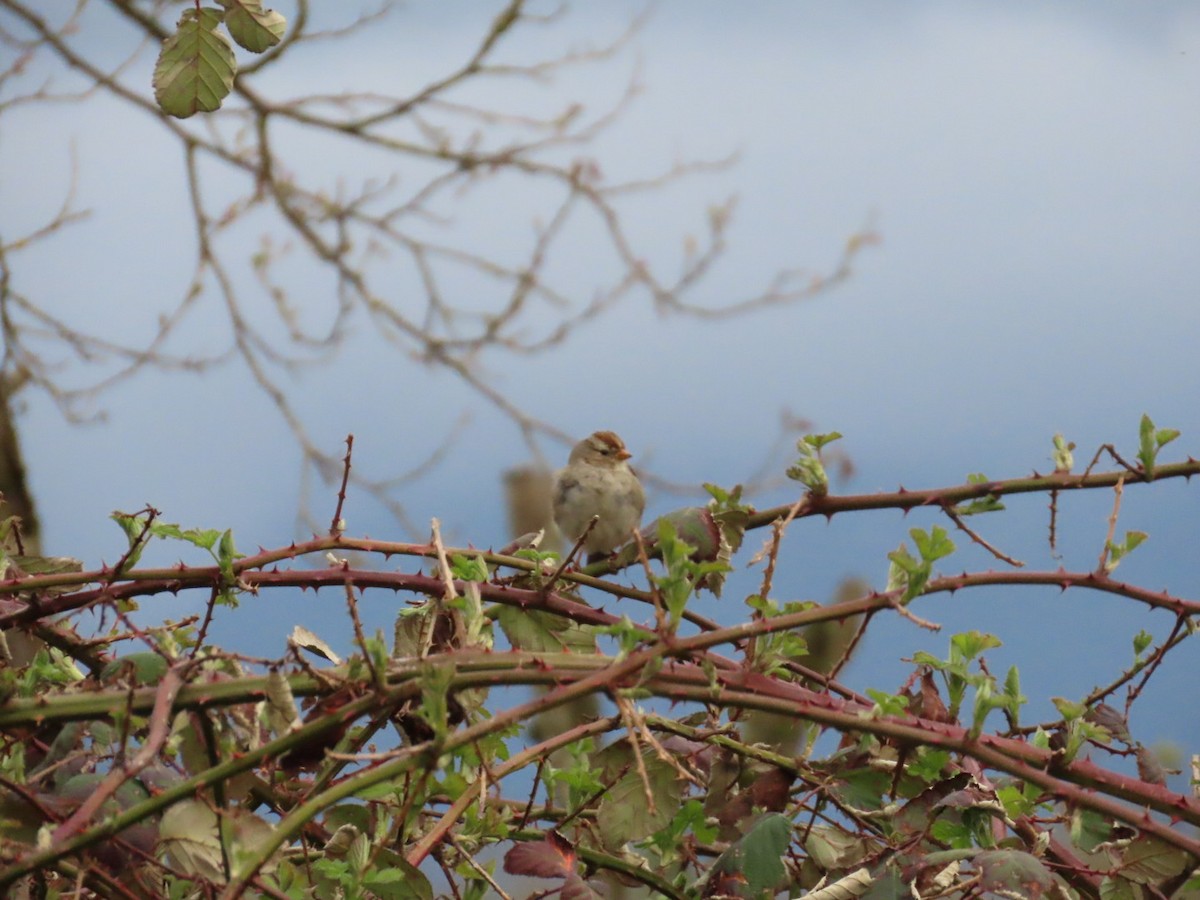 White-crowned Sparrow - ML616491755