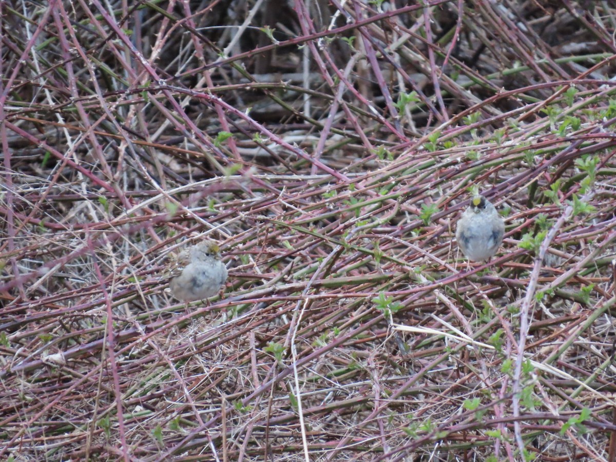 Golden-crowned Sparrow - ML616491756
