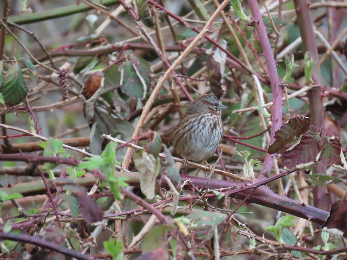 Song Sparrow - ML616491766